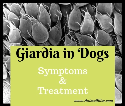 what are the signs of giardia in dogs