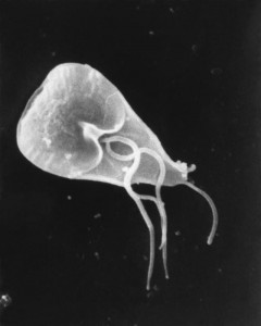 Giardia_lamblia_SEM_8698_lores [1], Giardia in Dogs