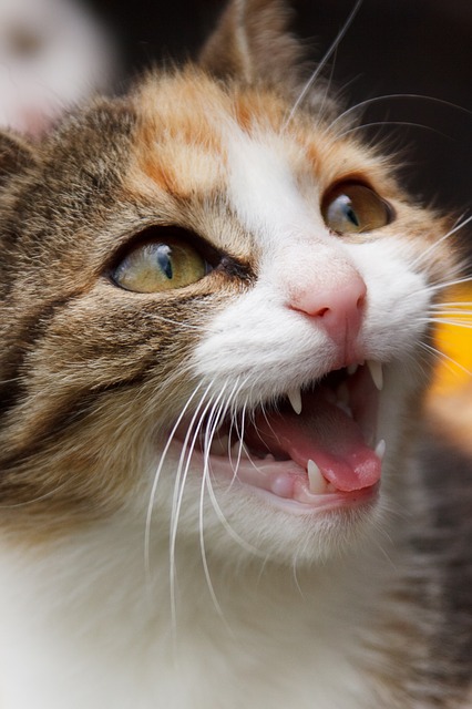 How to Care for Your Cats Teeth, #CatDentalHealth
