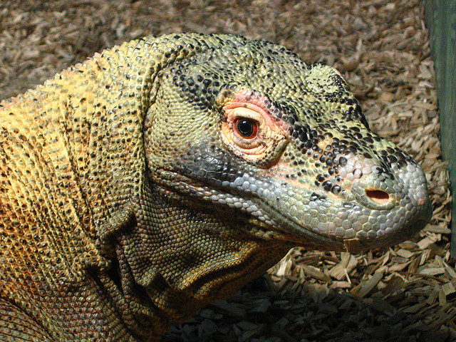 Komodo Dragon Facts