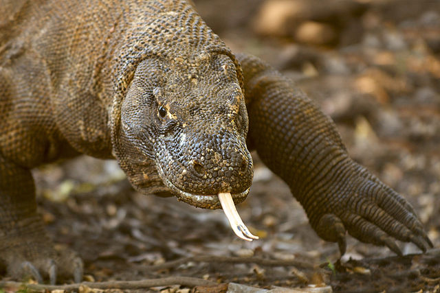 Komodo Dragon Facts