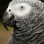 Things You Should Know About African Grey Parrots Diet