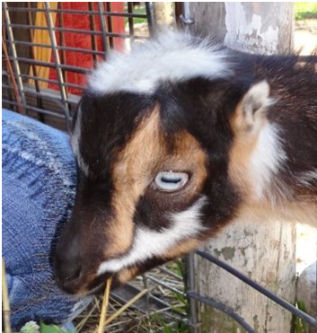 The Life of Frankie the Baby Goat