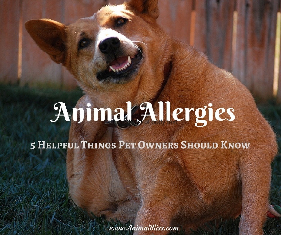 Animal Allergies : 5 Helpful Things Pet Owners Should Know