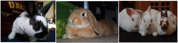 Things You Need to Know Before Buying a Pet Rabbit