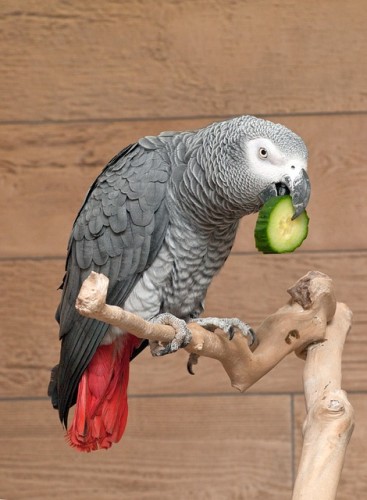 How to Care for Your Pet Parrot In Winter.