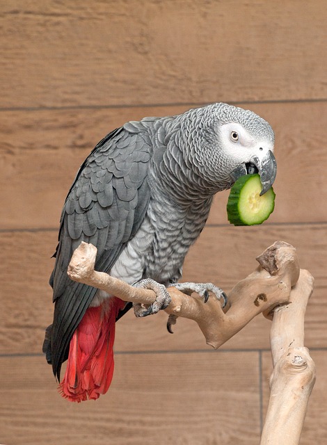 Things You Should Know About African Grey Parrots Diet - www.AnimalBliss.com