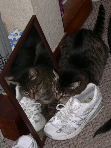 Wordless Wednesday, One Cat? or Two?