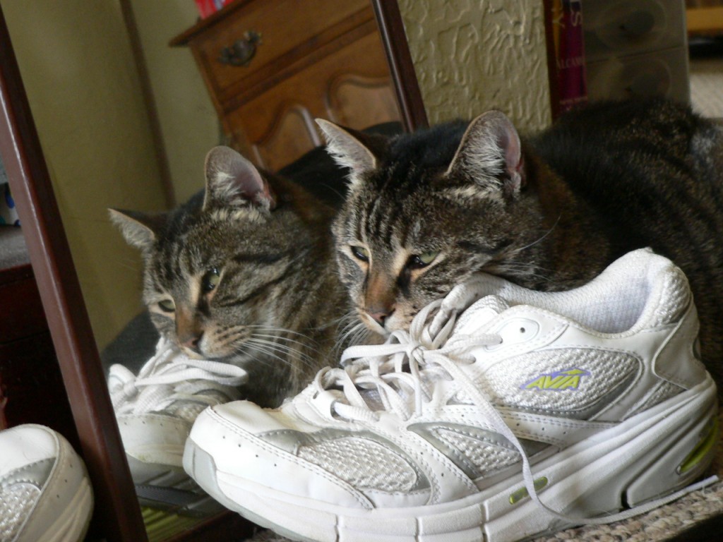 Wordless Wednesday, One Cat? or Two?