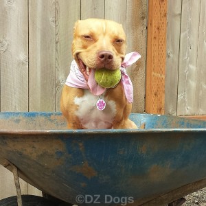 How To Build your Relationship with your Dog