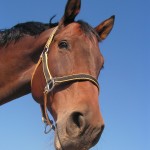 5 Must-Have Trailer Features for Special Needs Horses
