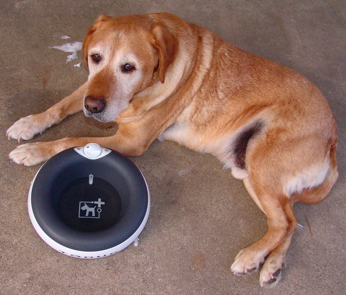 Torus Water Bowl Review For Dogs on the Go. I love this bowl. Check out my review to find out why. It's perfect for you and your dog(s)!