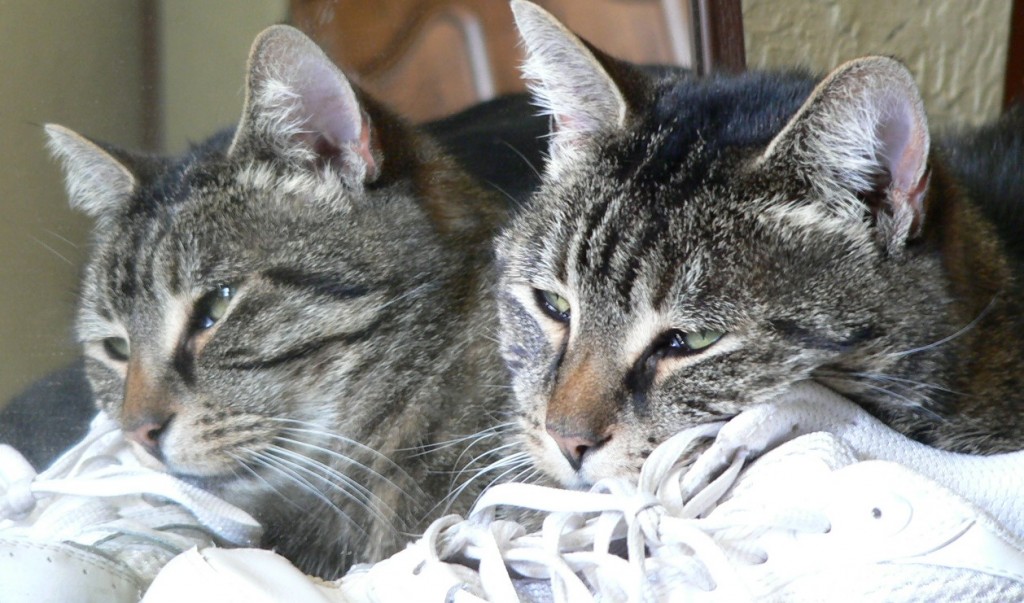 Wordless Wednesday, One Cat? or Two?