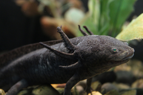 Axolotl Salamander: A-Z Collection of Animals Challenge