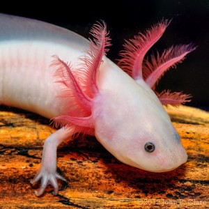 A is for Axolotl Salamander : A-Z Collection of Animals Challenge