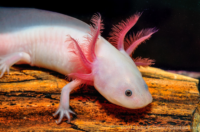 A is for Axolotl Salamander : A-Z Collection of Animals Challenge