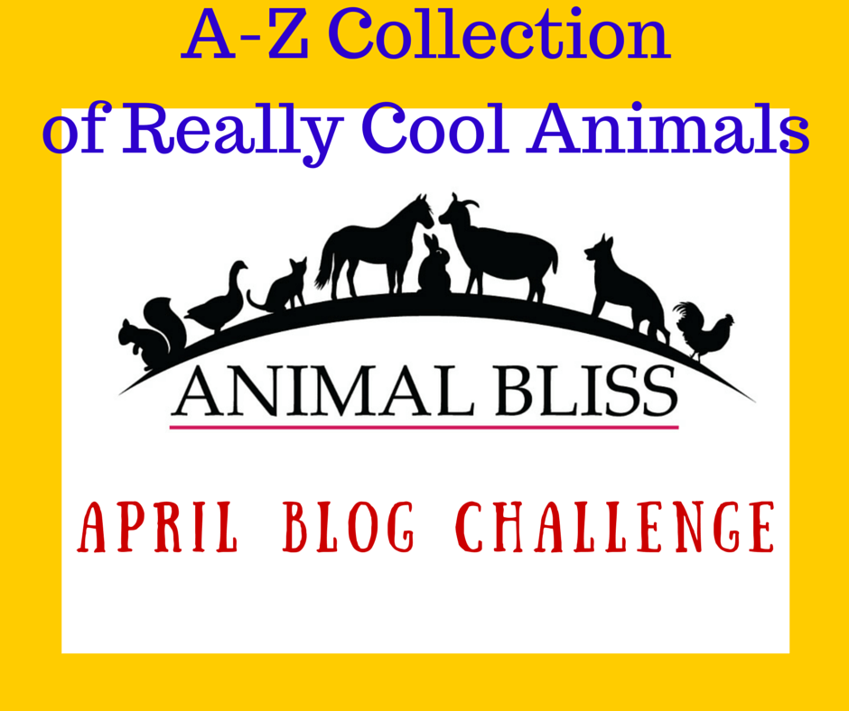 A-Z Collection of Cool Animals April Challenge