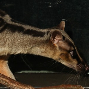 Banded Palm Civet 2