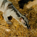 Interesting Facts about the Banded Palm Civet