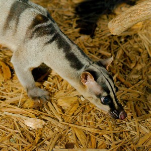 Banded Palm Civet 4