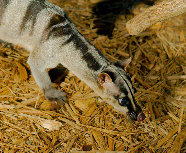 Banded Palm Civet