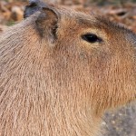 C is for Cool Capybara Facts : A-Z Collection of Animals