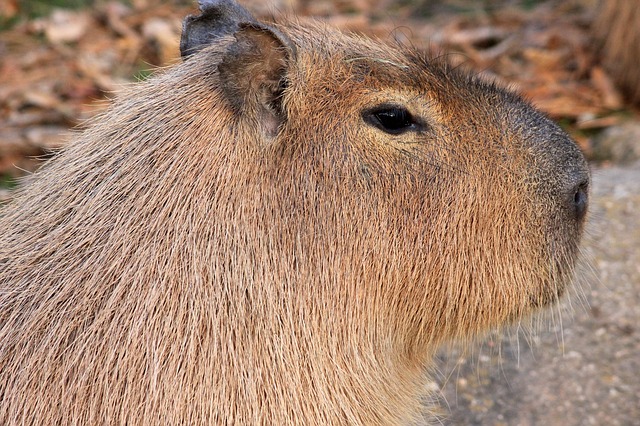 Capivara (capybara)  Capybara, Endangered animals facts, Worlds cutest  animals