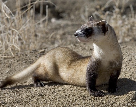 Do ferrets make good pets? There are things you should know.