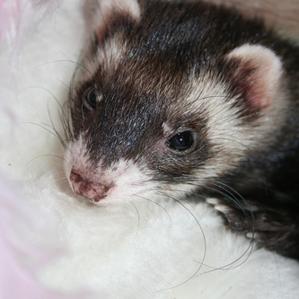 do ferrets