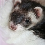 Do Ferrets Make Good Pets? Things You Should Know First