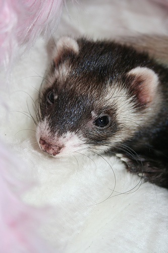 Do ferrets make good pets? There are things you should know