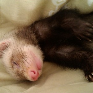 Do ferrets make good pets? There are things you should know