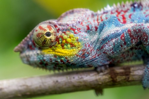 How do chameleons change color? (Their Secrets Revealed)