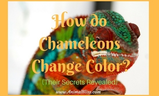 How do chameleons change color? (Their Secrets Revealed)