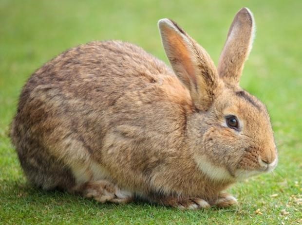 How to Properly Clean Rabbit Hutches