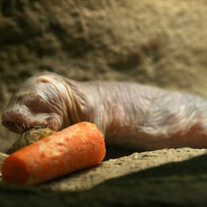 12 Naked Mole Rat Facts, Did you know?