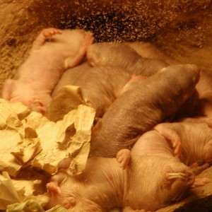 12 Naked Mole Rat Facts, Did you know?