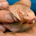 12 Naked Mole Rat Facts That Will Amaze You, Did you know?