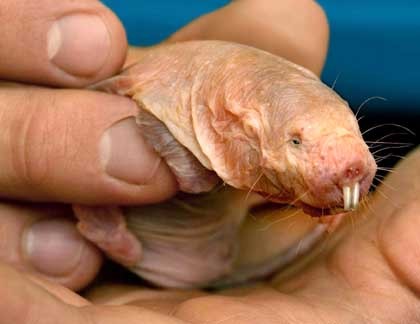 https://www.flickr.com/photos/riussi/ Naked Mole Rat 3