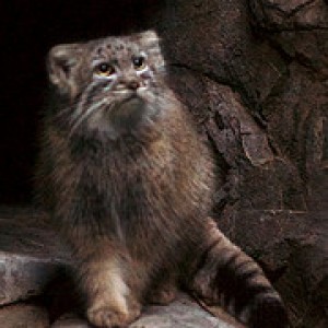 Otocolobus manul - also called manul