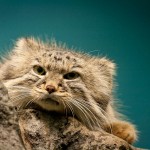 Rare Pallas Cat Facts, Beautifully Wild Feline, aka Manul