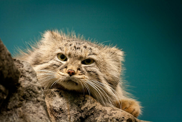 Rare Pallas cat facts you never knew you wanted to know! Otocolobus manul, also called manul. What makes this rare cat so special? Find out!