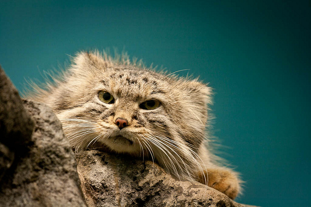 Pallas's cat, manul (Otocolobus manul)