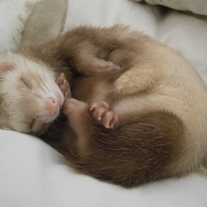 Do ferrets make good pets? There are things you should know