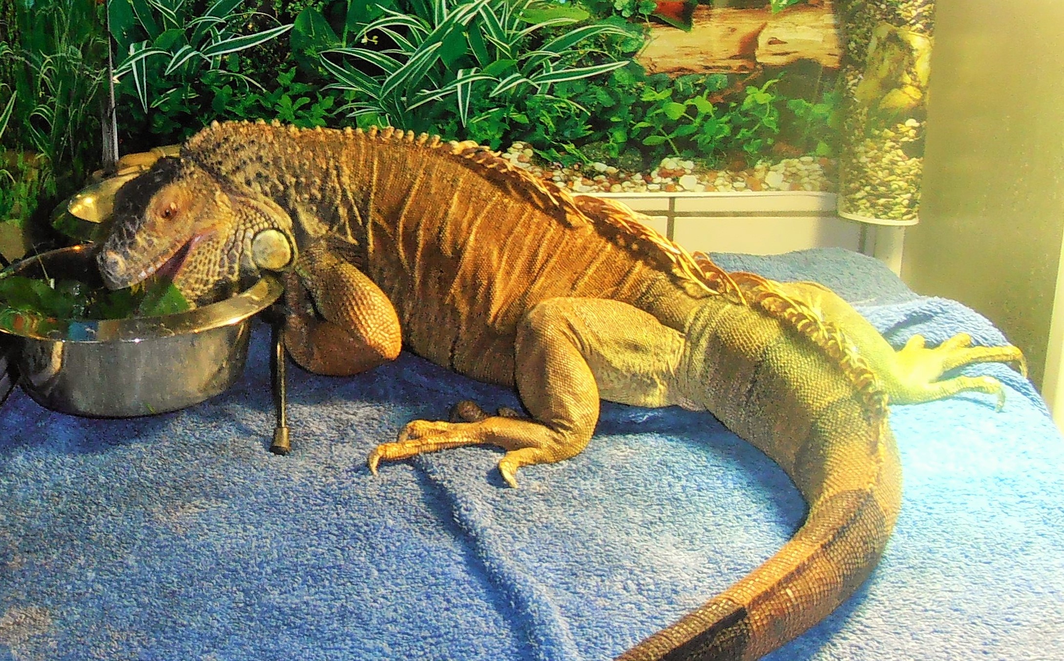 This is a true story about an 11 year old egg bound Iguana named Kerne.