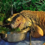 True Story About an Egg Bound Iguana Named Kerne