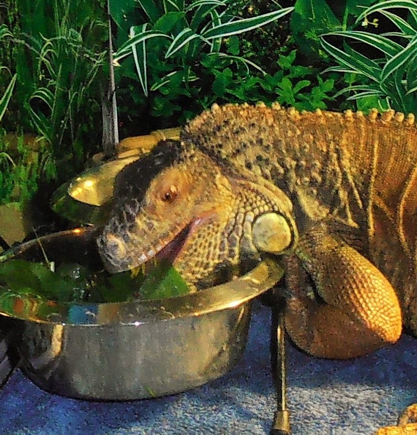 This is a true story about an 11 year old egg bound Iguana named Kerne
