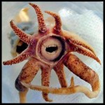 Deep Sea Squid With Teeth – Is it Fact or Fiction?