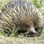 E is for Echidna Penises  : A-Z Collection of Animals