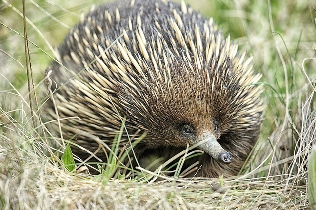 E is for Echidna Penises : A-Z Collection of Animals April 2015 Challange